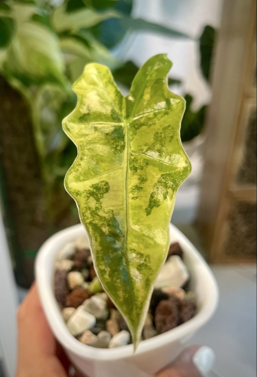 Plantes & graines: Alocasia Pseudo Sanderiana Aurea Var. – Neuf (Voir description) à Watt par anics.plants 1