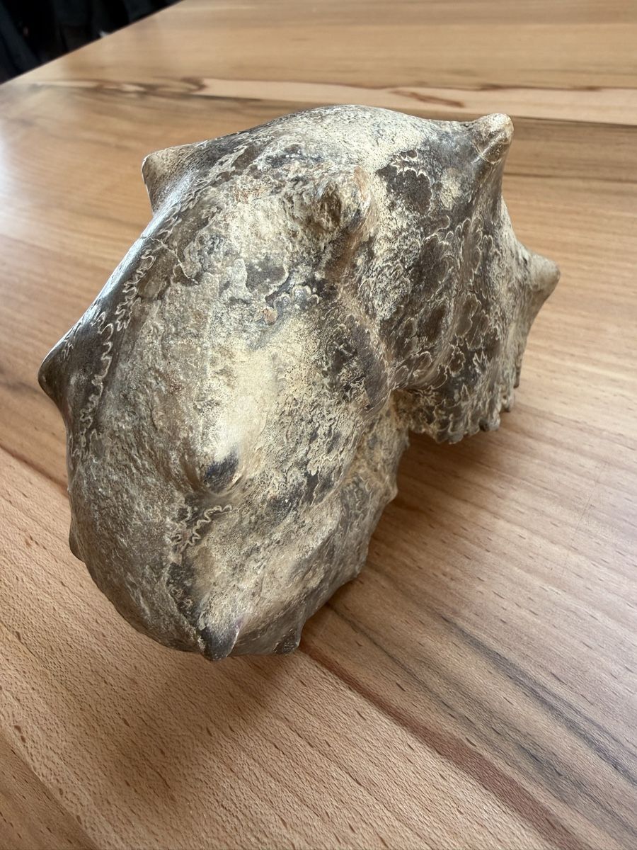 Fossili: Versteinerter Ammonit – Usato da Grenchen venduto da Bastet007 5