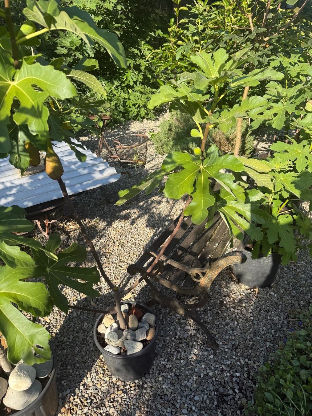 Pflanzen & Samen: Feigenbaum der Superlative – Gebraucht aus Uttwil von Dolphin7 3