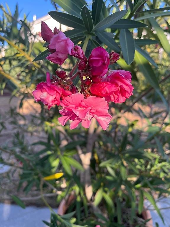 Piante & sementi: Oleander Höhe 240 cm – Usato da Murten venduto da bea_n5yn 1