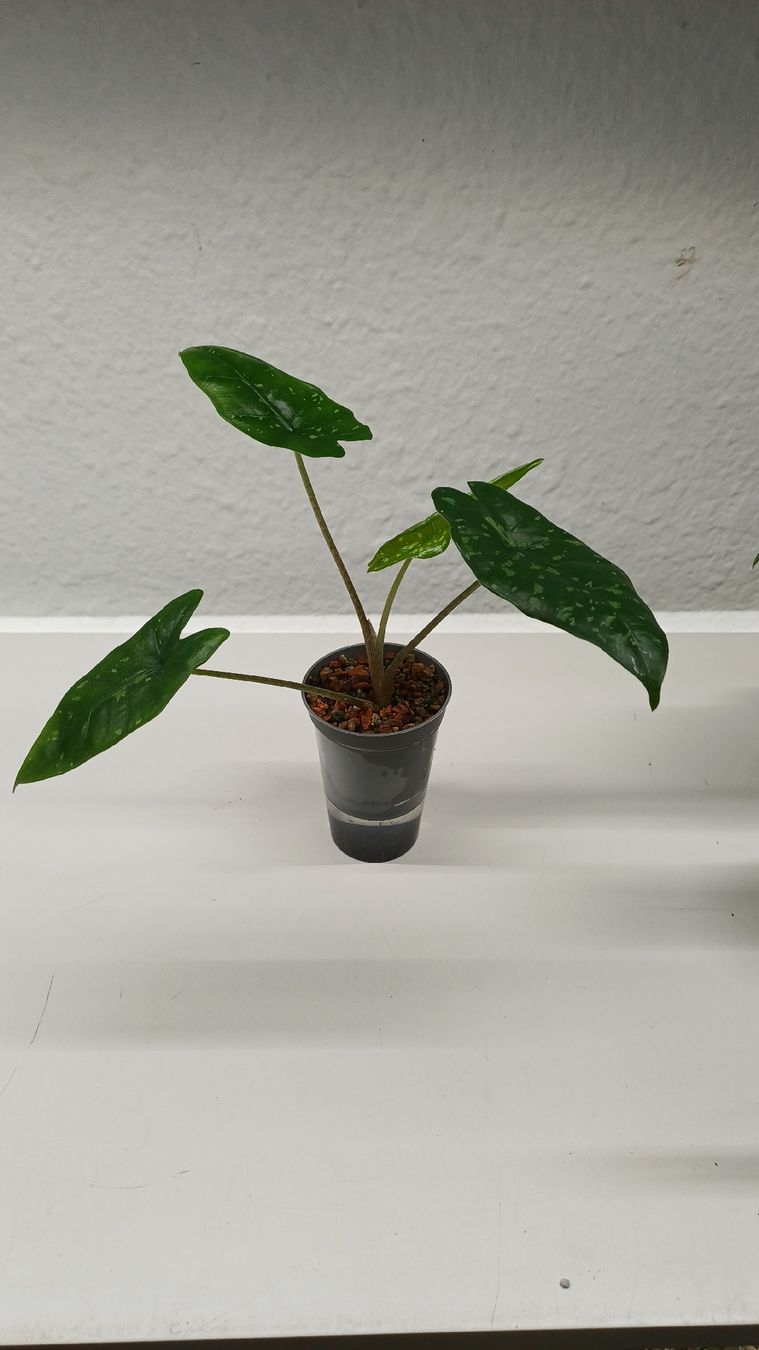 Plantes & graines: Monstera – D'occasion à Bern par uwi_8t7x 3