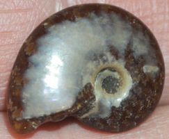 Deko Naturstein E-068 – Ammolit Fossil