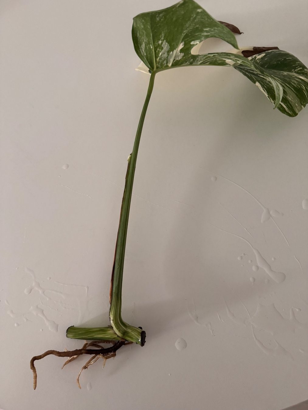 Pflanzen & Samen: Monstera Variegata Steckling – Gebraucht aus Benglen von Maune 1