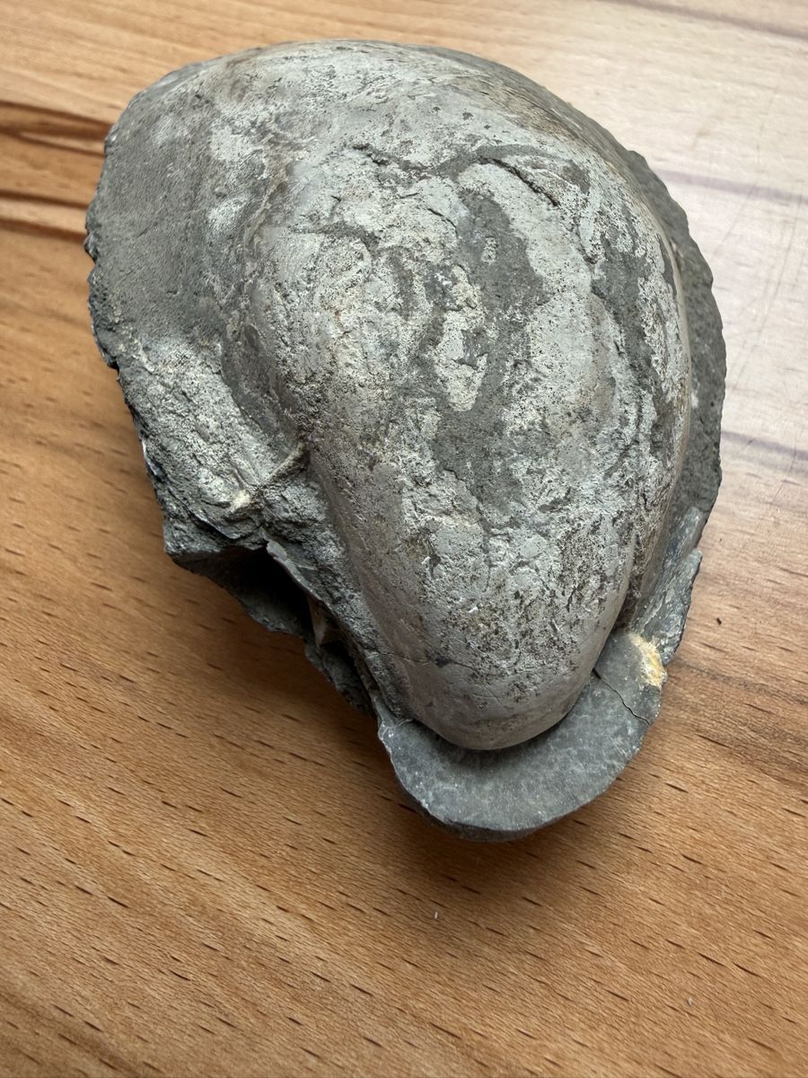 Fossili: Versteinerte Auster – Usato da Grenchen venduto da Bastet007