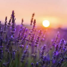 Profile image of Lavendel2018
