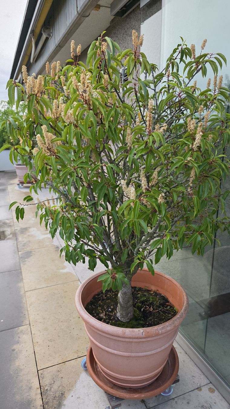 Plantes & graines: Topfpflanze Portugisischer Lorbeer ca 180cm – D'occasion à Bülach par pitnet