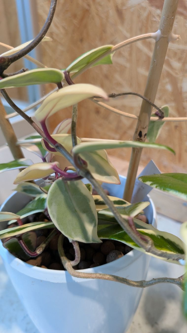 Piante & sementi: Hoya Flamingo Dream – Usato da Untervaz venduto da Lyraia 1