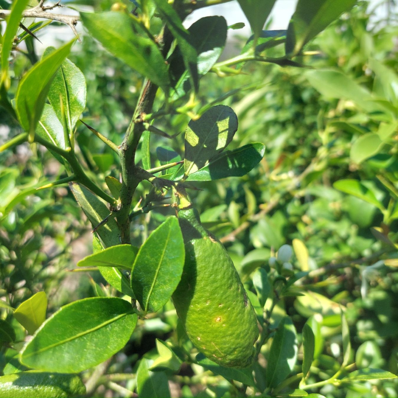 Piante & sementi: Zitronenbaum mit Frucht im Topf  – Usato da Honau venduto da Blazer1 6