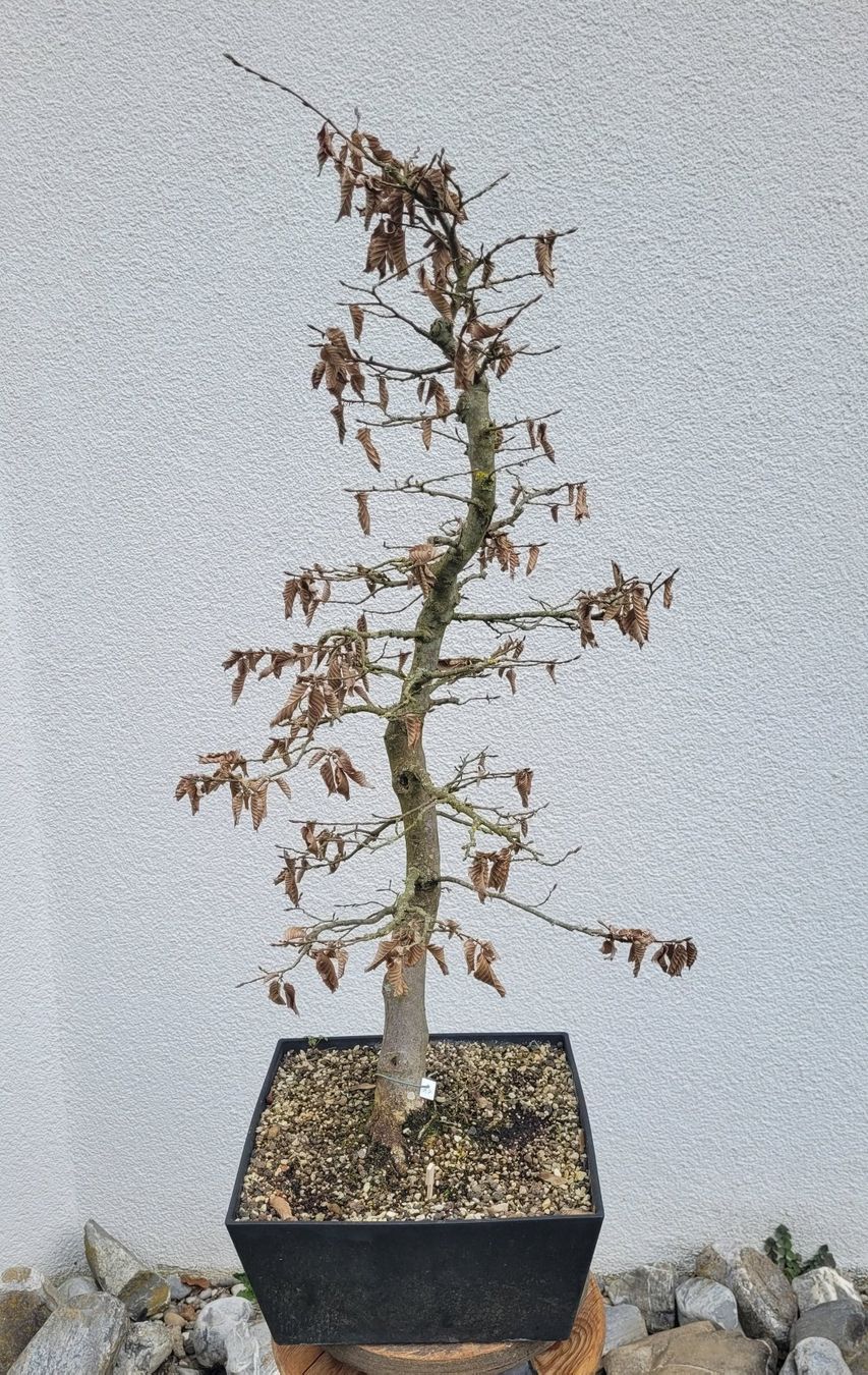 Piante & sementi: Hainbuche (Pre) Bonsai – Nuovo (secondo la descrizione) da Fehraltorf venduto da 100_Konzert 4