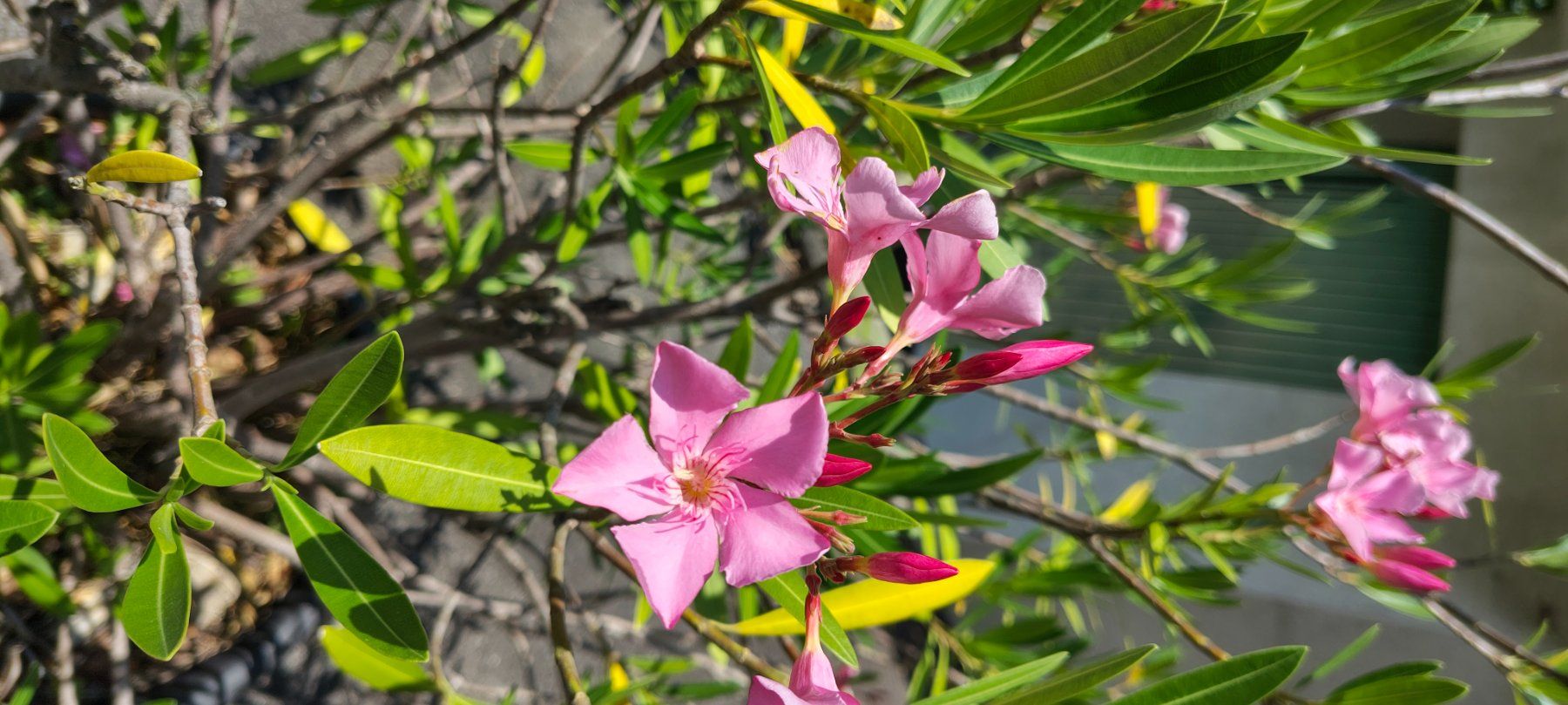 Piante & sementi: Grosser Oleander hellrosa – Usato da St.Gallenkappel venduto da lalique 1