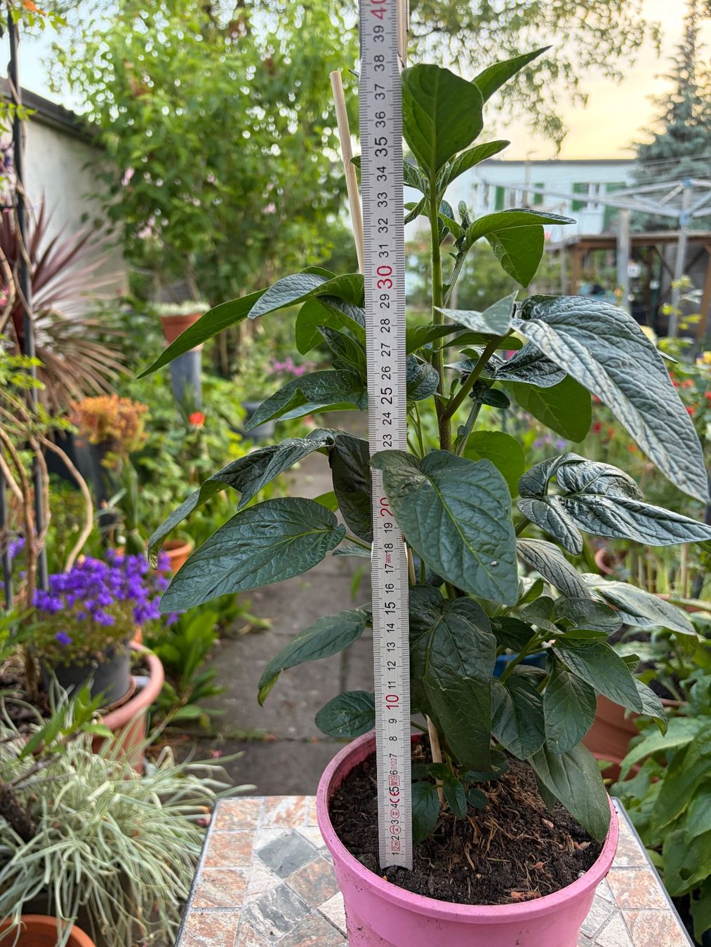 Pflanzen & Samen: Melonenbirne, Pepino, Solanum muricatum – Neu (gemäss Beschreibung) aus Winterthur von Aniger 4