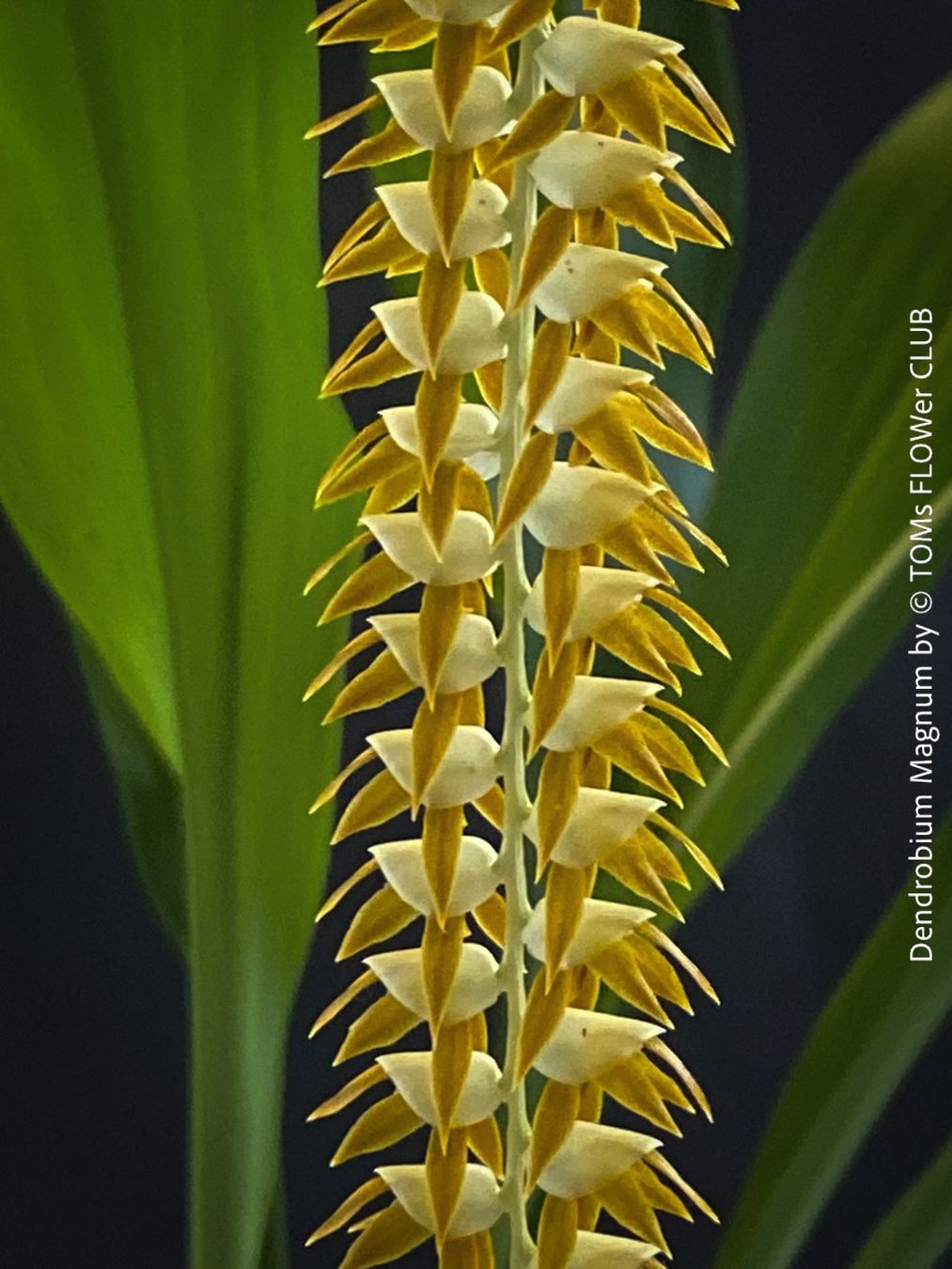 Piante & sementi: Dendrobium Magnum Orchidee - Duft und Blüte einfach WOW – Nuovo e nell'imballaggio originale da Adliswil venduto da asTOMas963 4