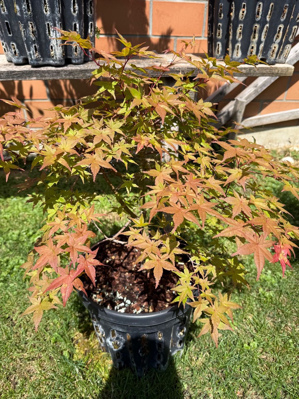 Piante & sementi: Verschiedene und seltene Bäume/ Bonsai – Usato da Vaduz venduto da Hallo2112 4