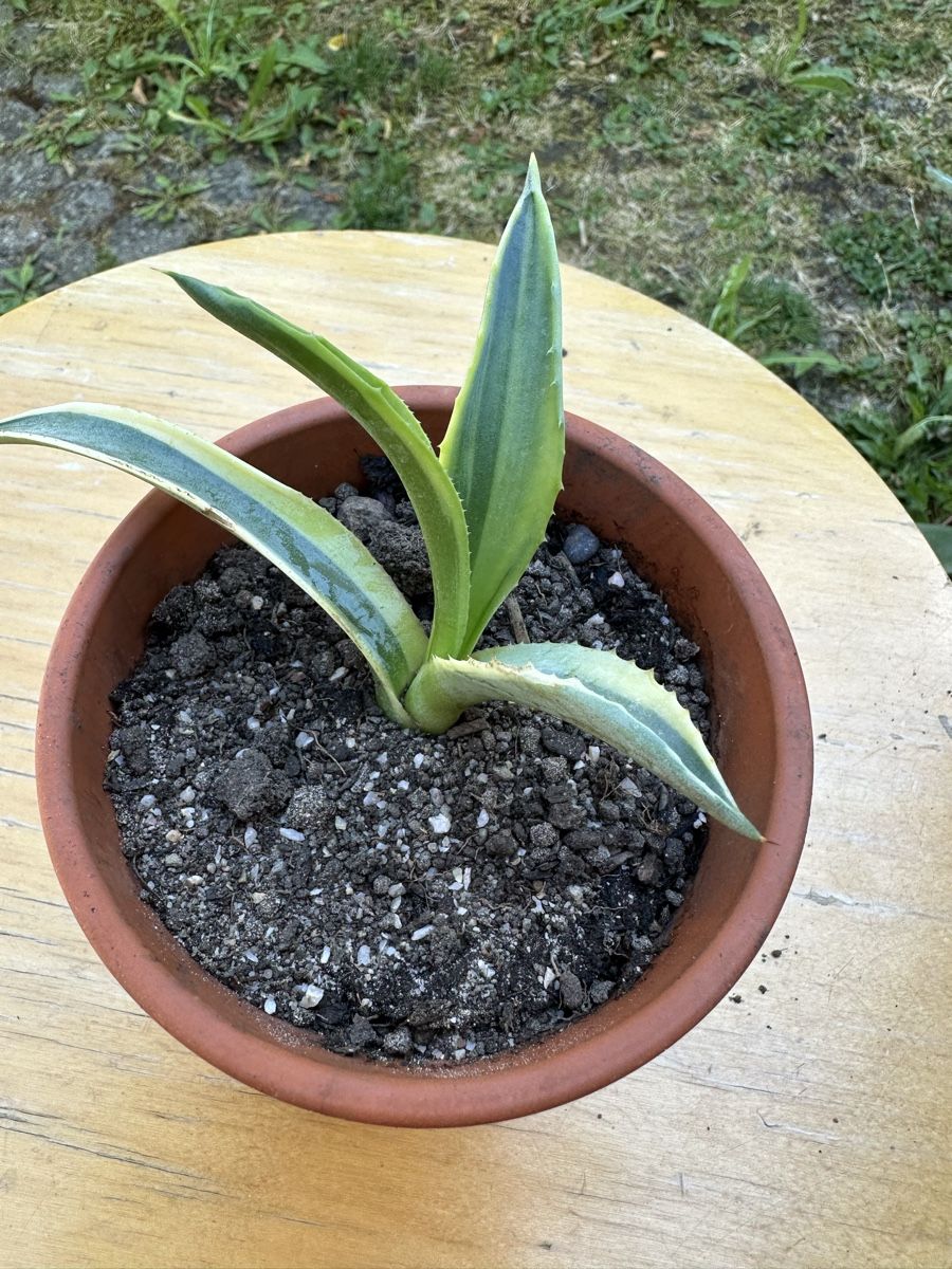 Piante & sementi: Agave 8 cm hoch – Usato da Ottikon venduto da lo99 1
