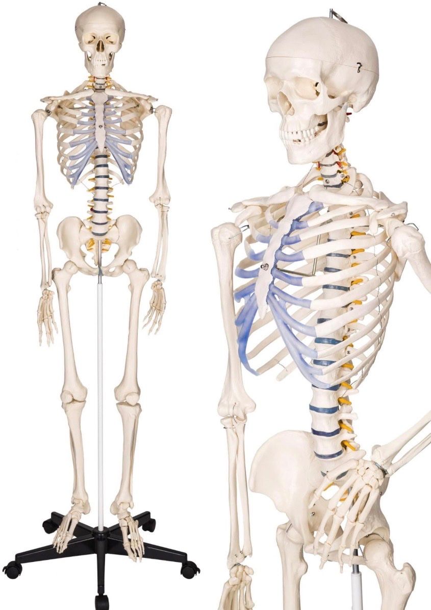 Figurines: Anatomie Skelett - Lebensgross – D'occasion à Anglikon par _stxphxnixbxll