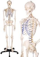 Anatomie Skelett - Lebensgross
