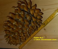 Riesen-Zapfen Nr.3, amerik.Nadelbaum 20cm! Dekoration
