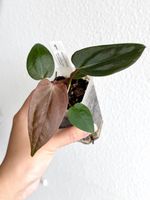 Anthurium Mr. Worldwide X Zara × (Michelle × Zara) #1