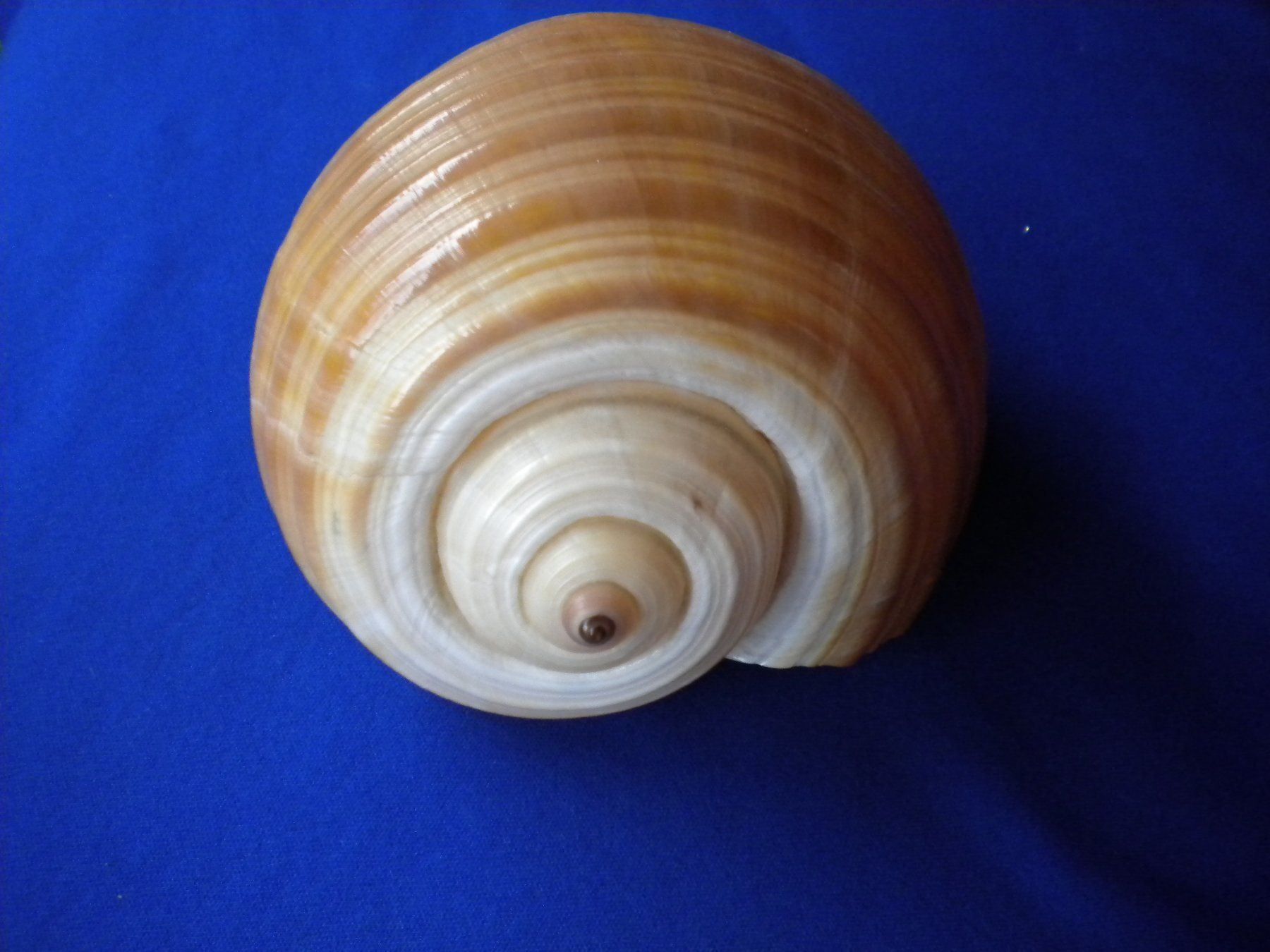 Fossilien: Riesengrosse  Muschel 15 cm selten – Gebraucht aus Spreitenbach von Sniper8952 1