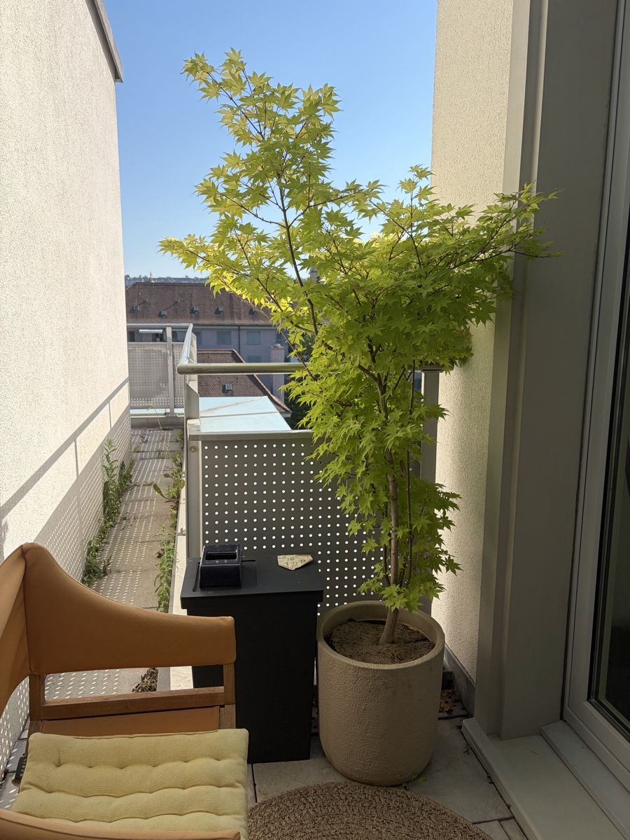 Plantes & graines: Plum tree, cherry tree , maple, lavander – D'occasion à Zürich par sal_rx2q 4