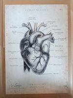 Poster Herz Anatomie Animus Medicus A3