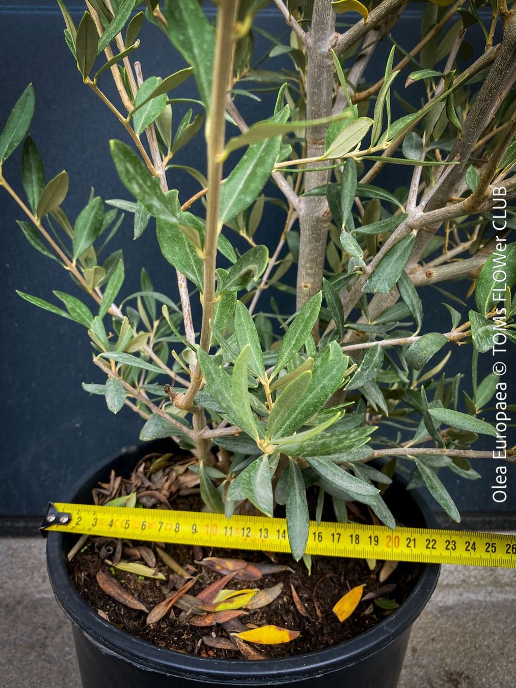 Piante & sementi: Olivenbaum - OLEA EUROPAEA - schönes Bäumchen – Nuovo e nell'imballaggio originale da Adliswil venduto da MarkyForest 4