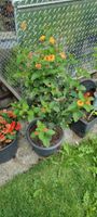 Schöne bunte Lantanapflanze für Balkon/Terrasse Sommerblume