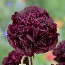 Piante & sementi: 500 Samen Mohn BLACK PEONY – Usato da Ehrendingen venduto da VerveinaSamen 3