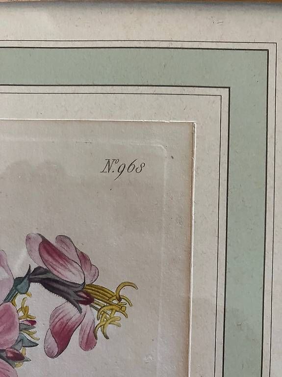 Incisioni: Gravure botanique ancienne - début du XIX siècle – Usato da Yverdon-les-Bains venduto da rapver 1