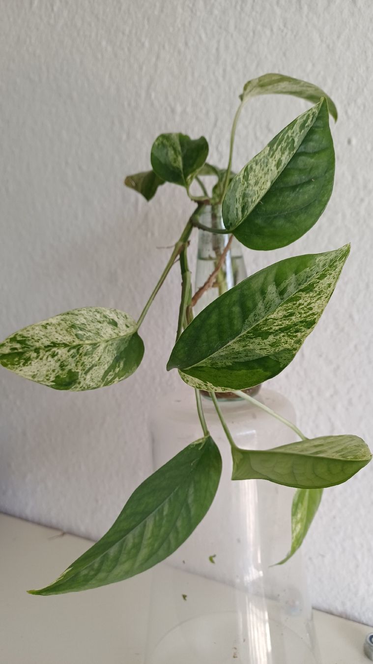 Pflanzen & Samen: Epipremnum pinnatum marble – Gebraucht aus Bern von uwi_8t7x