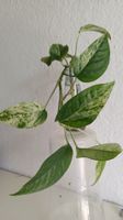 Epipremnum pinnatum marble