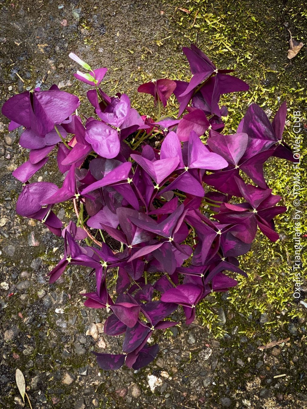 Piante & sementi: Oxalis Triangularis - Glücksklee intensiv Burgundy – Nuovo e nell'imballaggio originale da Adliswil venduto da astom369 5
