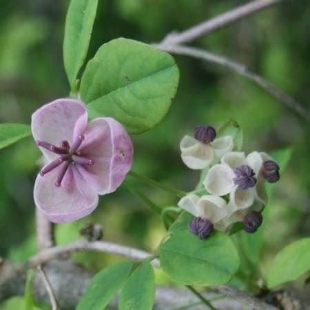 Piante & sementi: AKEBIA QUINATA  Vigne chocolat – Nuovo (secondo la descrizione) da Bremblens venduto da FIBONACCI369 4