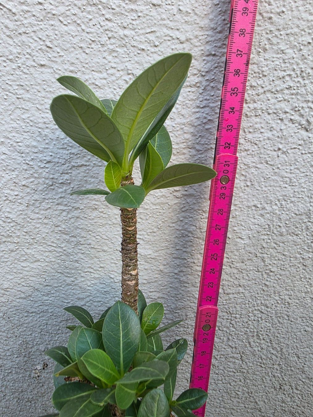 Piante & sementi: Adenium arabicum Sämling / Wüstenrose – Usato da Thalheim venduto da silvara01 3