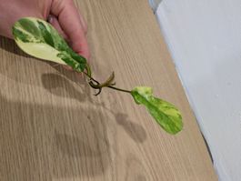 RARE Philodendron Florida Beauty Steckling mit Wurzeln