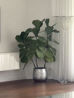Grosse 1.5 m Geigenfeige Ficus Lyrata