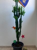 ⭕ Schöne Euphorbia Kaktee🌵 Zimmerpflanze 👍🏼 0767-742642