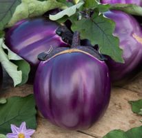 Aubergine Violetta di Firenze / 5 Samen
