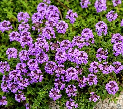 Piante & sementi: 100 Thymian Samen, Graines de Thym, Semi Timo, Thyme Seeds – Nuovo e nell'imballaggio originale da Rovio venduto da POSITIFFARTandPLANTS 1