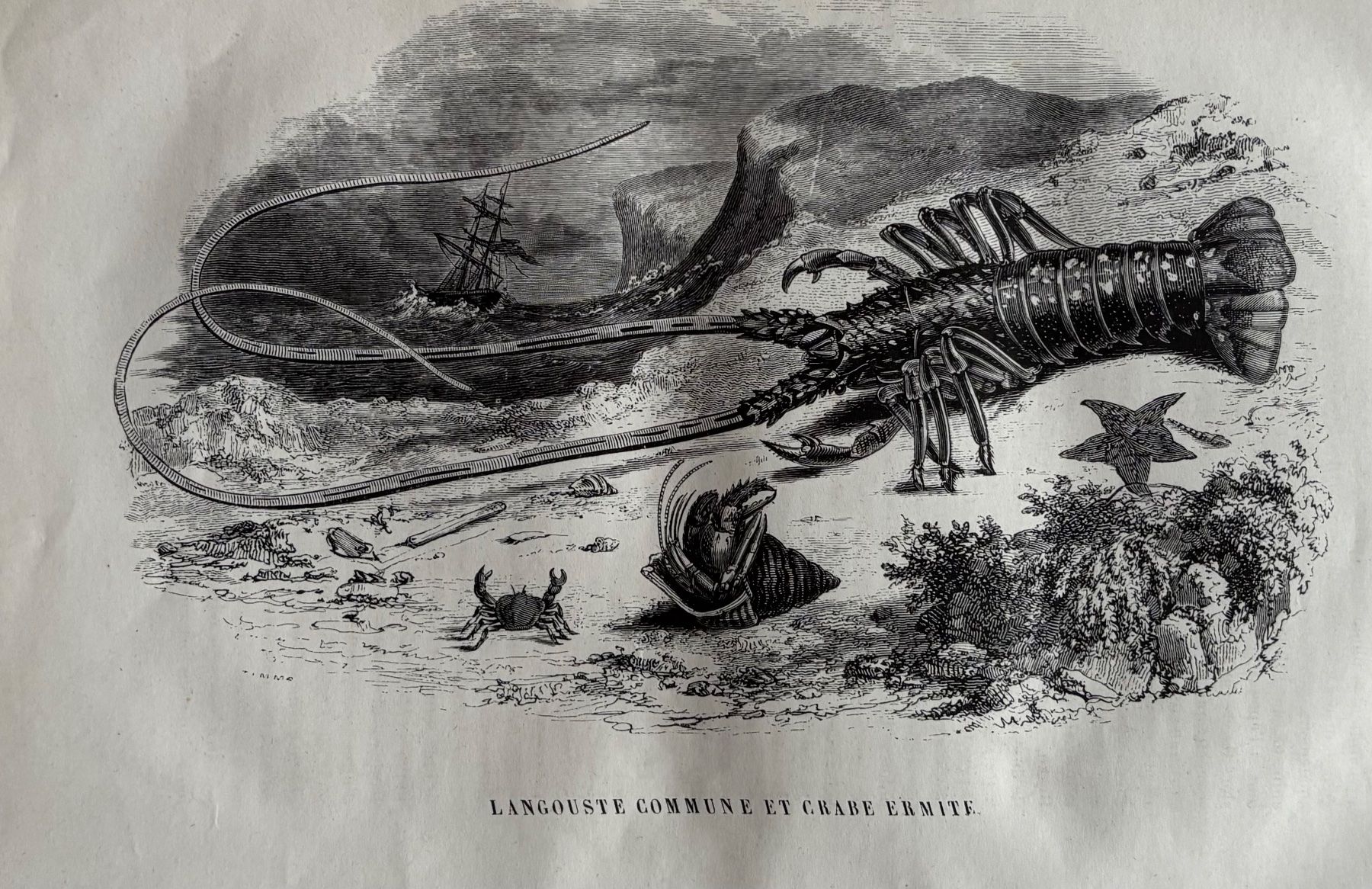 Stiche: Stahlstich 1843 - Langouste – Gebraucht aus Frauenfeld von Merk52