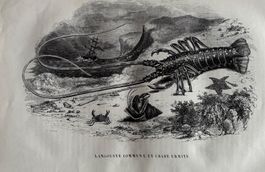 Stahlstich 1843 - Langouste