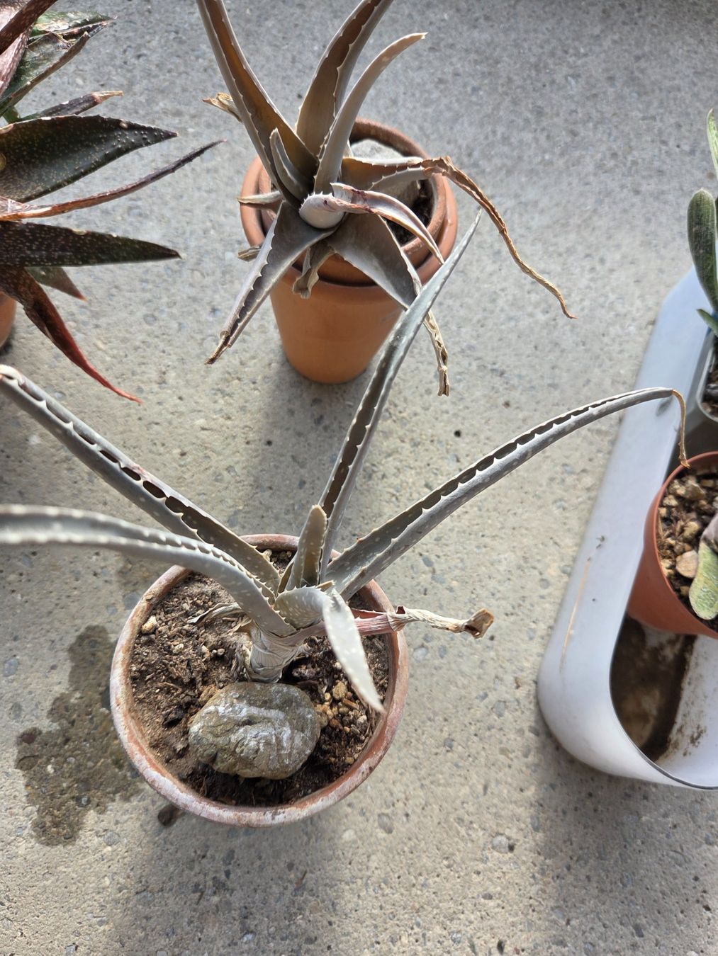 Piante & sementi: Aloe /Agave, versch.Pflanzen – Usato da Aarau venduto da Allerlei1978 2