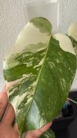 Monstera Deliciosa Variegata, 50cm, 3D-Rankstab