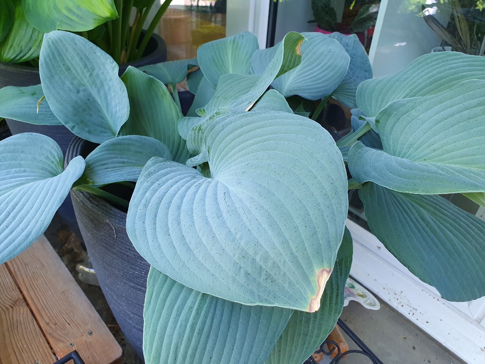 Piante & sementi: Hosta / Funkie Blue Angel – Usato da Erlinsbach SO venduto da Lea030 2