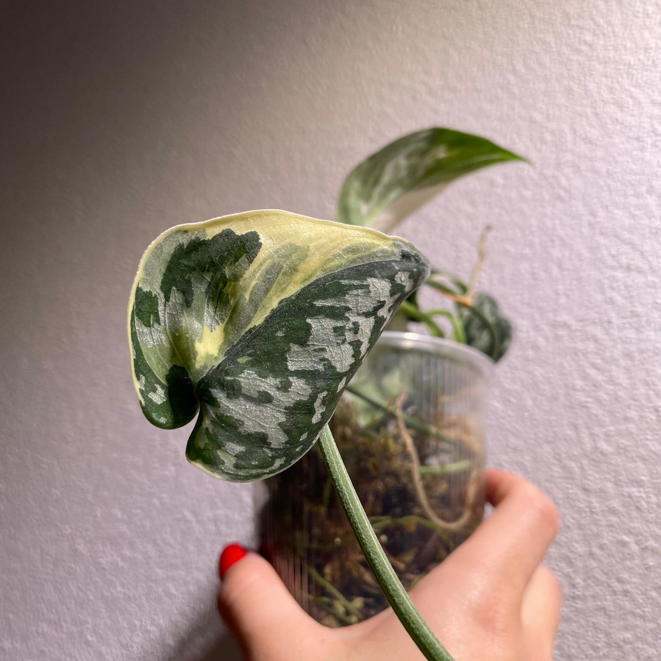 Piante & sementi: Scindapsus Mayari variegata – Usato da Suhr venduto da Planted.by.two
