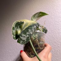 Scindapsus Mayari variegata