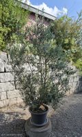 Olivenbaum im Topf schöner Zustand