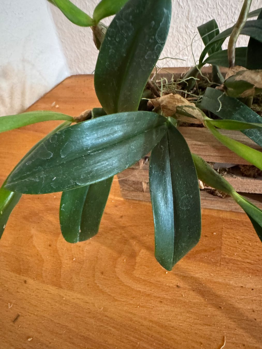Plantes & graines: Bulbophyllum falcatum – D'occasion à Männedorf par mrclst 2
