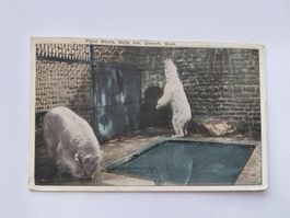 Ansichtskarte Eisbären Belle Isle Detroit Michigan 1922 g...