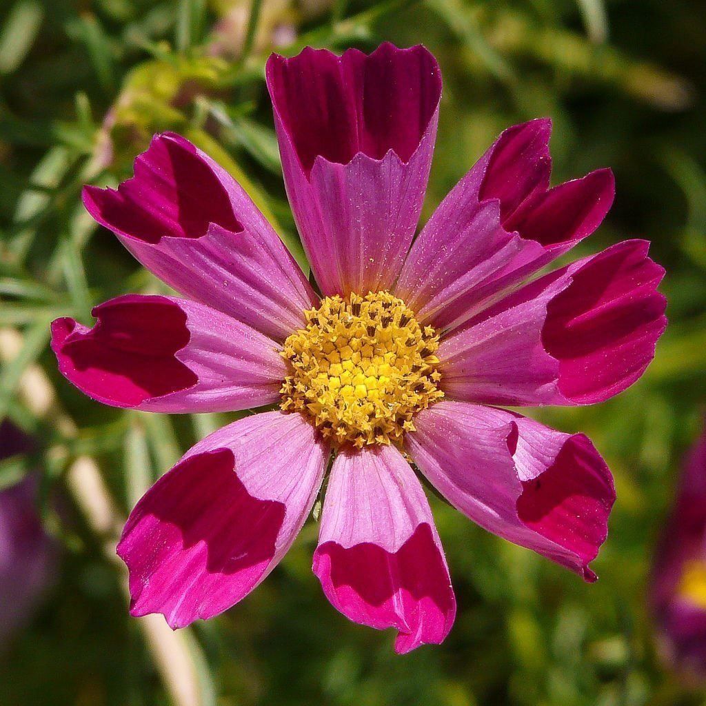 Piante & sementi: 100 Samen Cosmea SEA SHELLS Schmuckkörbchen – Nuovo (secondo la descrizione) da Ehrendingen venduto da VerveinaSamen 1